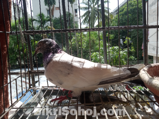 মাদি কবুতর